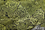 Yellow map lichen (Rhizocarpon geographicum)