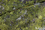 Yellow map lichen (Rhizocarpon geographicum)