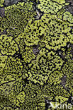 Yellow map lichen (Rhizocarpon geographicum)