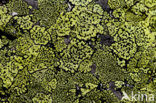 Yellow map lichen (Rhizocarpon geographicum)