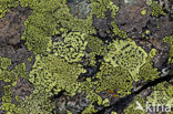Yellow map lichen (Rhizocarpon geographicum)