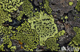 Yellow map lichen (Rhizocarpon geographicum)