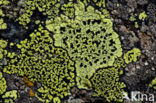 Yellow map lichen (Rhizocarpon geographicum)