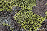 Yellow map lichen (Rhizocarpon geographicum)