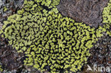 Yellow map lichen (Rhizocarpon geographicum)