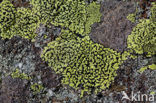 Yellow map lichen (Rhizocarpon geographicum)