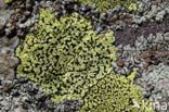 Yellow map lichen (Rhizocarpon geographicum)