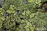 Yellow map lichen (Rhizocarpon geographicum)