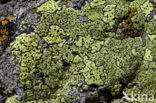 Yellow map lichen (Rhizocarpon geographicum)