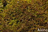 Tumid Notchwort (Lophozia ventricosa)