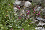 glacier buttercup (Ranunculus glacialis)
