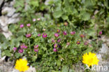 glacier buttercup (Ranunculus glacialis)