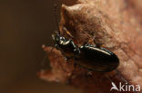 Glanspriempje (Bembidion lampros)