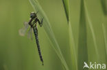 Glassnijder (Brachytron pratense) 