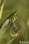 Glassnijder (Brachytron pratense) 