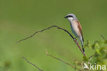 Red-backed Shrike (Lanius collurio)