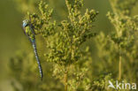Groene glazenmaker (Aeshna viridis) 