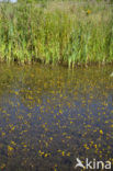 Groot blaasjeskruid (Utricularia vulgaris)