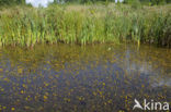 Groot blaasjeskruid (Utricularia vulgaris)