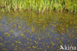 Groot blaasjeskruid (Utricularia vulgaris)