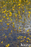 Groot blaasjeskruid (Utricularia vulgaris)