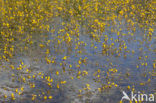 Groot blaasjeskruid (Utricularia vulgaris)