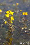 Groot blaasjeskruid (Utricularia vulgaris)