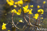 Groot blaasjeskruid (Utricularia vulgaris)