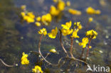 Groot blaasjeskruid (Utricularia vulgaris)