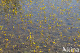 Groot blaasjeskruid (Utricularia vulgaris)