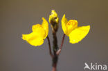 Groot blaasjeskruid (Utricularia vulgaris)