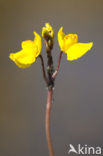 Groot blaasjeskruid (Utricularia vulgaris)