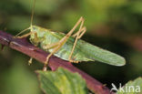 Grote groene sabelsprinkhaan (Tettigonia viridissima)