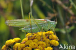 Grote groene sabelsprinkhaan (Tettigonia viridissima)