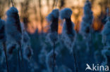 Grote lisdodde (Typha latifolia)