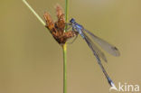 Dark Spreadwing (Lestes macrostigma)