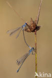 Grote pantserjuffer (Lestes macrostigma)