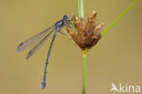 Grote pantserjuffer (Lestes macrostigma)