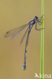 Grote pantserjuffer (Lestes macrostigma)