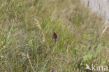 Grote saterzandoog (Satyrus ferula)