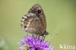 Grote saterzandoog (Satyrus ferula)