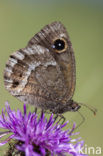 Grote saterzandoog (Satyrus ferula)