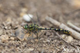 Blue-eyed Hook-tailed Dragonfly (Onychogomphus uncatus)