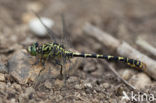 Blue-eyed Hook-tailed Dragonfly (Onychogomphus uncatus)