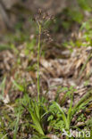 Grote veldbies (Luzula sylvatica)