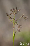 Great Woodrush (Luzula sylvatica)