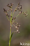 Grote veldbies (Luzula sylvatica)