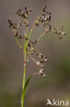 Great Woodrush (Luzula sylvatica)