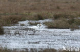 Grote zilverreiger (Casmerodius albus)