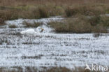 Grote zilverreiger (Casmerodius albus)